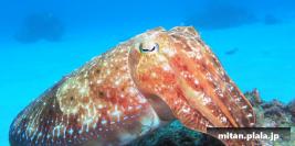 2019-12-27 けらま(海)