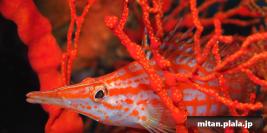 2020-03-14 けらま(海)