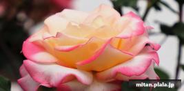 2020-05-04 立会街道