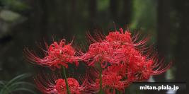 2020-10-04 林試の森公園