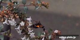 2020-10-18 洗足池公園