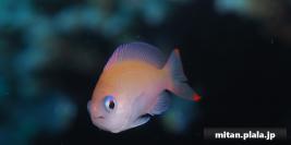 2021-03-20 けらま(海)