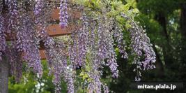 2021-04-24 戸山公園