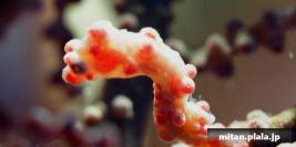 2021-09-10 けらま(海)