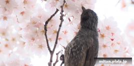 2022-04-02 目黒川