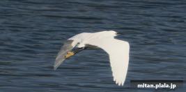 2022-04-10 東京港野鳥公園