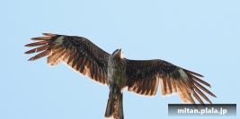 2022-04-30 横浜イングリッシュガーデン、山下公園