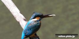 2022-05-03 四季の森公園、里山ガーデン