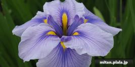 2022-05-28 小岩菖蒲園、水元公園、江戸川