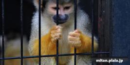 2022-06-26 夢見ヶ崎動物公園