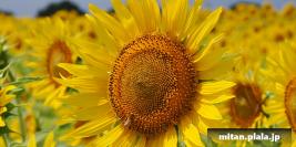 2022-08-12 座間ひまわりまつり、座間谷戸山公園