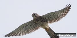 2022-09-11 多摩川