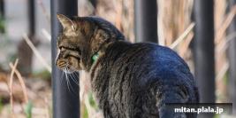 2023-01-28 等々力渓谷