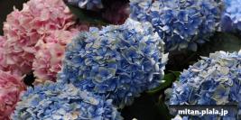 2023-06-04 横浜イングリッシュガーデン、みなとみらい