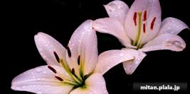 2023-06-09 みなとみらい