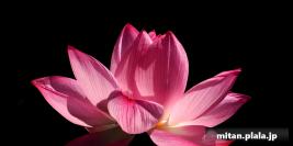 2023-07-10 不忍池