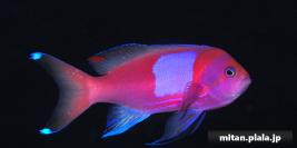 2024-12-28 けらま