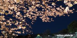 2025-04-07 皇居の桜