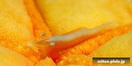 2025-09-13 けらま