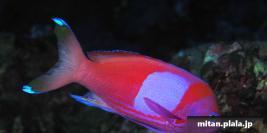 2025-12-27 けらま